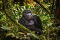 49 Oeganda, Bwindi NP, gorilla